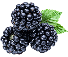 Blackberries
